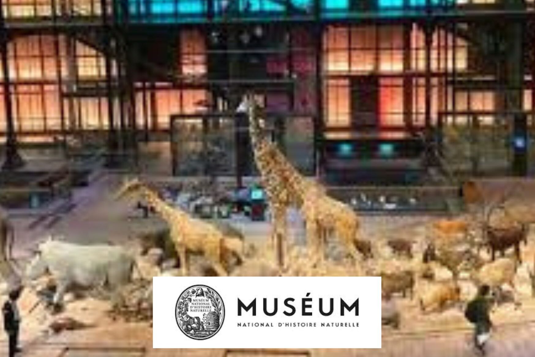 Visite guidée de la Grande galerie de l’évolution – Muséum d’Histoire naturelle – MS-GS – lundi 13 janvier