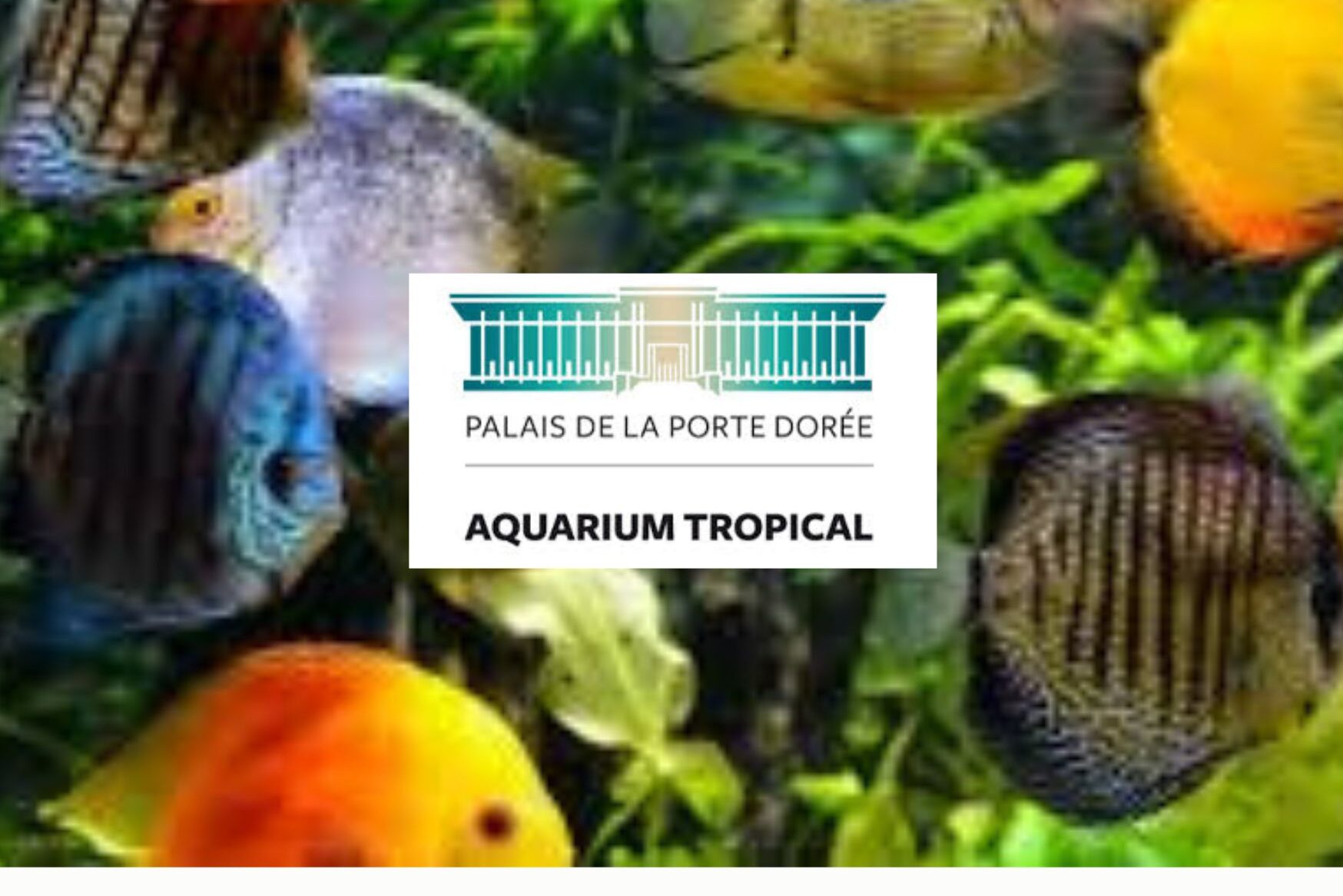 Visite de l'aquarium tropical du Palais de la Porte Dorée - MS-GS - vendredi 13 décembre